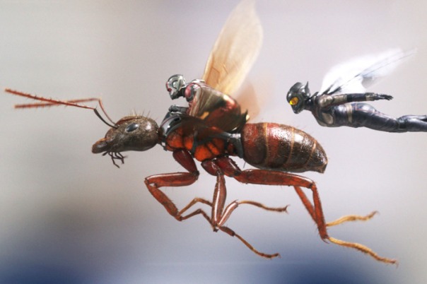 antman-wasp